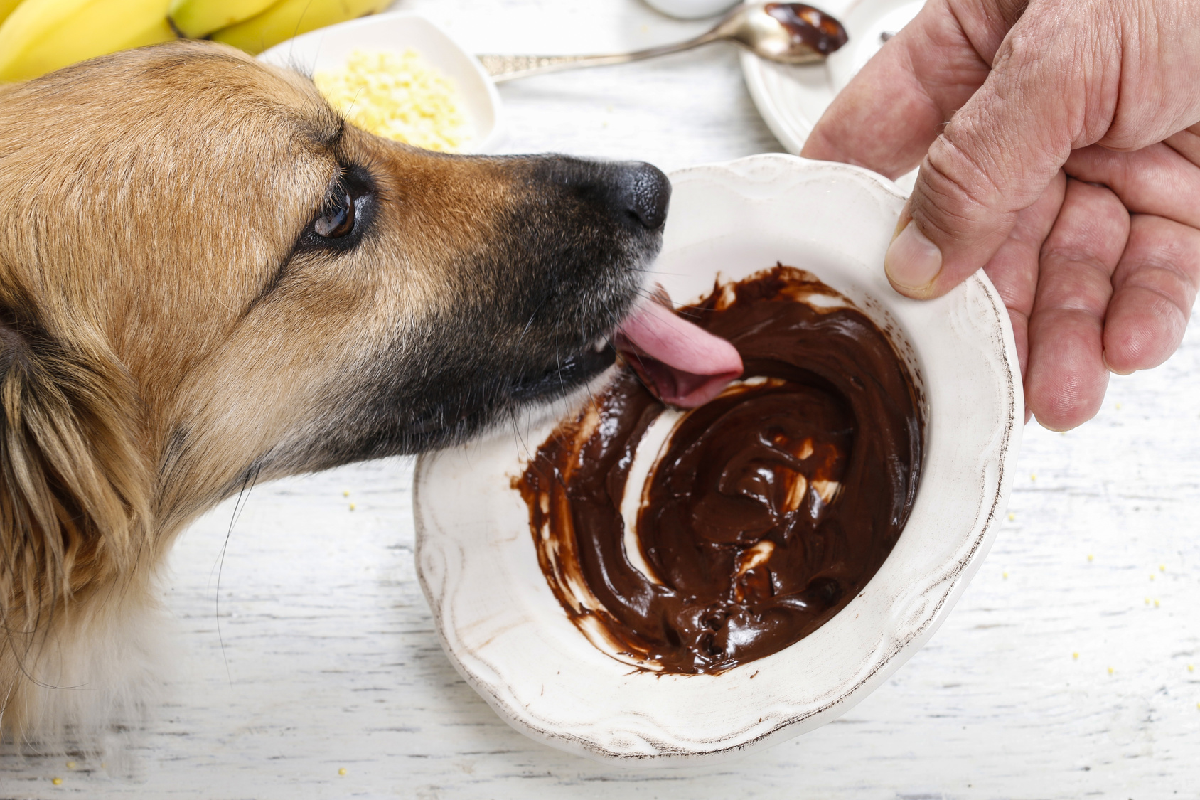 Warum dürfen Hunde keine Schokolade fressen?