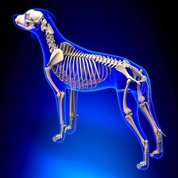 Körperbau Hund Skelett