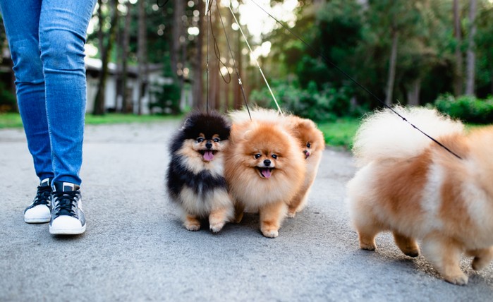 Pomeranian: das musst ihm damit er Dich nie vergisst - Haustier-News: "Welpen"