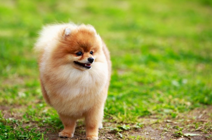 Pomeranian: das musst ihm damit er Dich nie vergisst - Haustier-News: "Welpen"