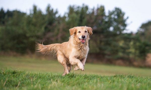 Golden Retriever: so findet ihr schnell zusammen - GolDen Retriever Geschichte 300x178@2x