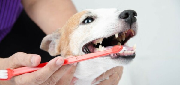 Hund und Zähne richtig putzen