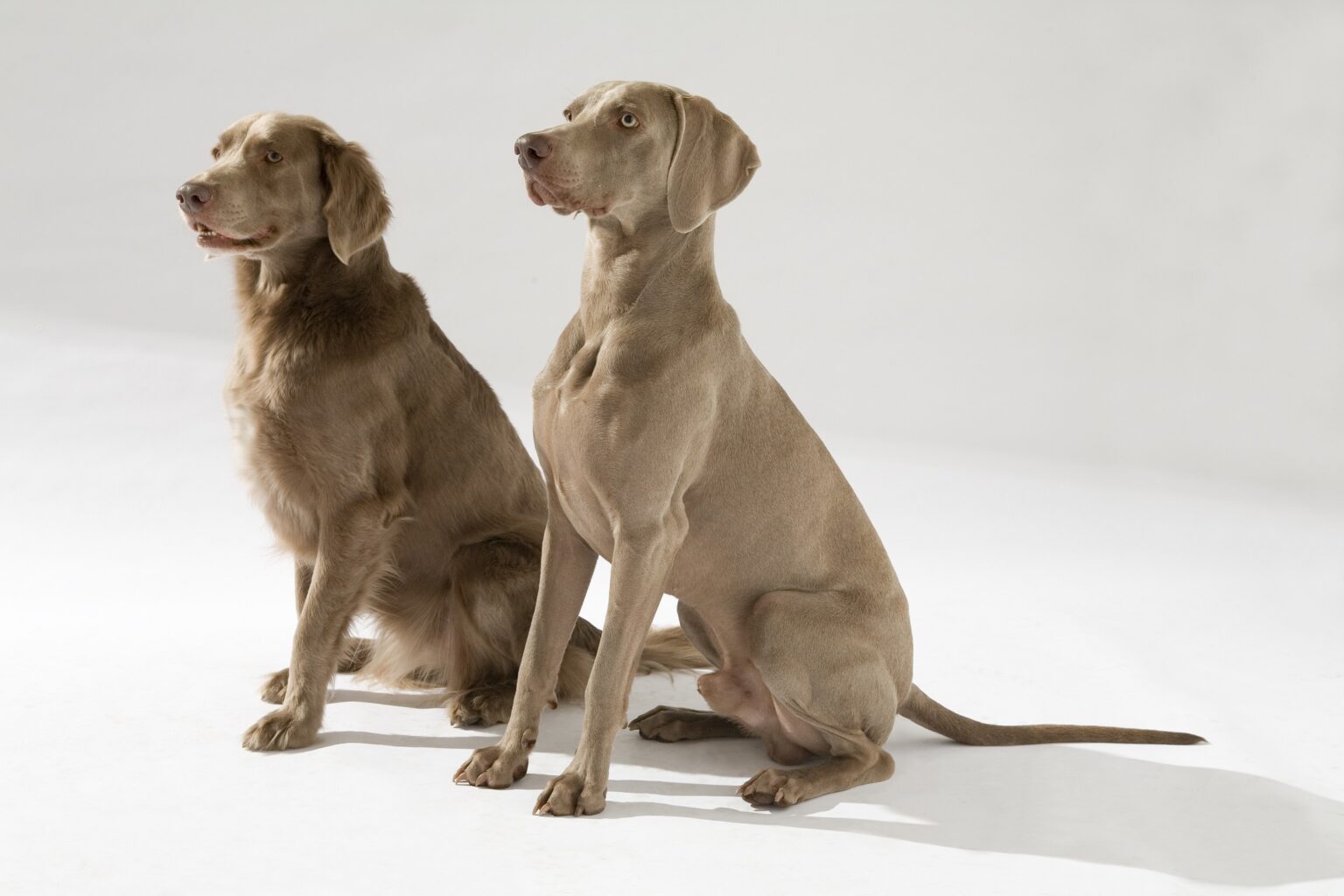 Rückruftraining Hund abrufen trainieren Teil 2