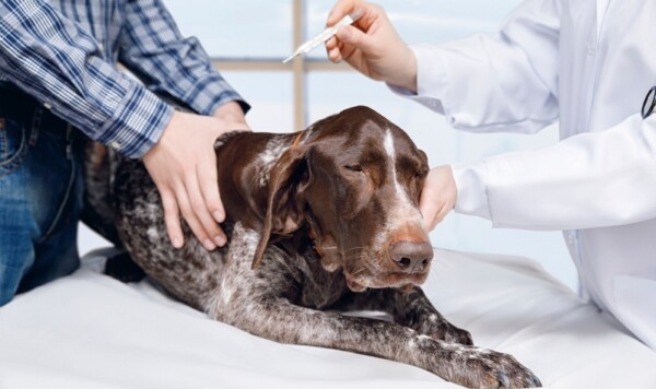 Körpertemperatur beim Hund Wann hat ein Hund Fieber?