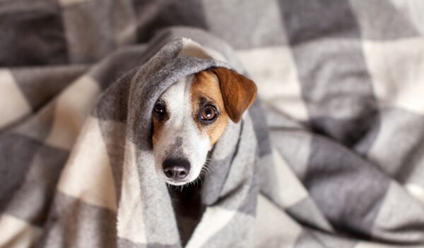 Hund schlapp &amp; lustlos Die häufigsten Ursachen!