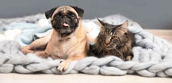 Rückwärtsniesen Reverse Sneezing bei Hund &amp; Katze