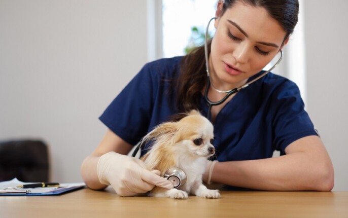 Rückwärtsniesen Reverse Sneezing bei Hund &amp; Katze