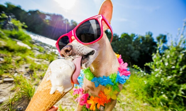 Dürfen Hunde Eis essen Welche Ernährung bekommt Hunden im Sommer?