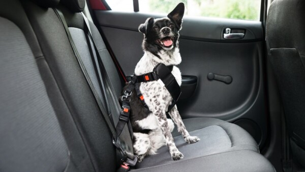 Hund im Auto transportieren So muss ich Hund und Katze im Auto sichern
