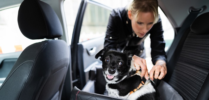 Hund im Auto transportieren: So muss ich Hund und Katze im Auto sichern