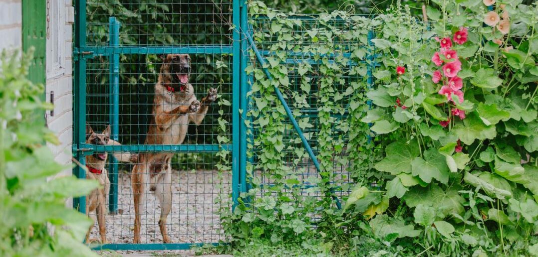 Tierheim Göttingen: Neue Wege im Tierschutz (Foto: AdobeStock - 498942658 OlgaOvcharenko)