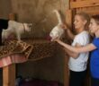 Tierheim Walldorf: Eine Zuflucht für Tiere, die ein liebevolles Zuhause suchen (Foto: AdobeStock - 170065575 Africa Studio)